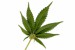 marihuana-konopi.jpg